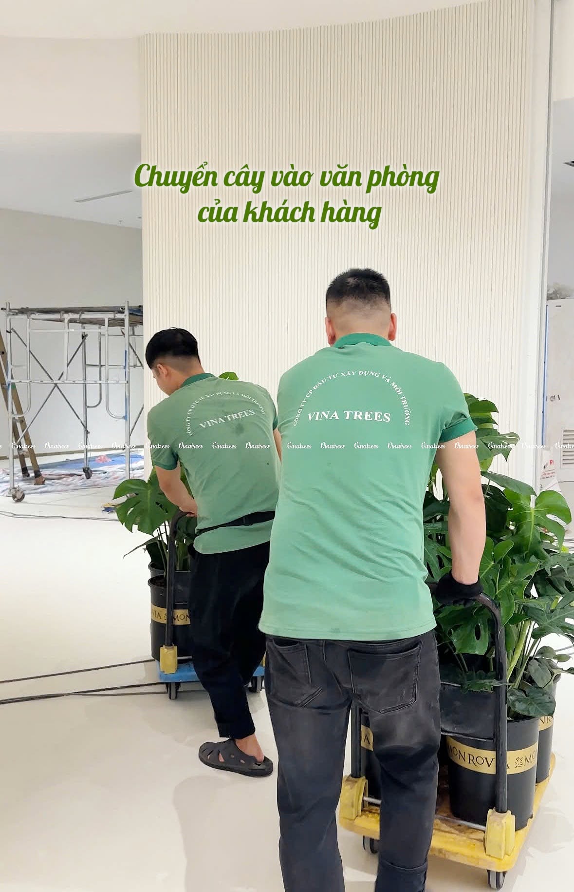 Vinatrees vận chuyển cây xanh an toàn & bảo vệ hạ tầng nội thất của khách hàng